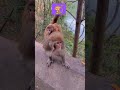 baby monkey🐒😂بچه میمون زبل