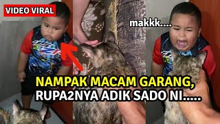 GELAGAT ADIK SADO TAKUT KUCING, LIHAT APA BERLAKU