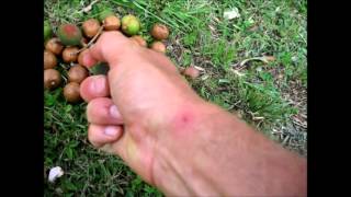 Harvesting Macadamia Nuts In Australia