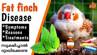 Fat Finch Disease Symptoms Treatment & Medicine In Malayalam | Finches Common Disease | My Pet Plant