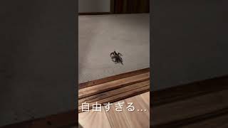 喜界島で【家によく出るあの子】自由すぎる…。ほっこり生き物。#shorts