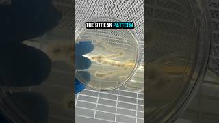 How to Germinate Mushroom Spores #youtubeshorts #shortvideo #mushroom #spore #hobby #science