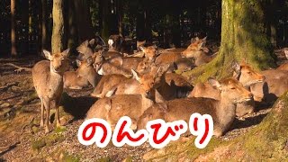 奈良公園　ある冬の晴れた日の鹿さん