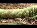 Chenille du papillon Sphinx Tête de mort filmée par André Marseul.