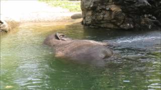 アジアゾウのラニー博子の水浴び