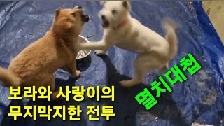 그 유명했던 멸치 대첩(사랑이와 보라의 전투) 과 보라의 실명위기ㅠㅠ