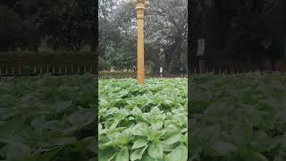 Sunflower Farming Lalbhag