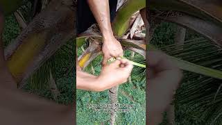 Best Of Coconut Toddy Making! Ep.4 #satisfying  #coconutwine #satisfyingdrinks