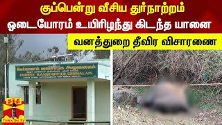 குப்பென்று வீசிய துர்நாற்றம்... ஓடையோரம் உயிரிழந்து கிடந்த யானை - வனத்துறை தீவிர விசாரணை