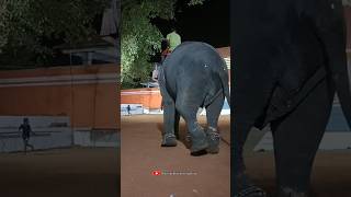 പാപ്പാനെ തിരിഞ്ഞു നോക്കി വരുന്ന ആന #elephant #shortsvideo #short #trending