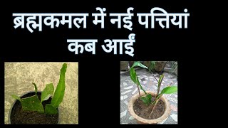 365:- Brahmakamal Plant Care / ब्रह्मकमल के पौधे की देखभाल / Epiphyllum Oxypetalum / Queen of Night