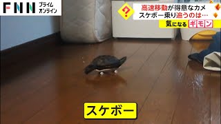 高速移動が得意なカメ　スケボー乗り、追うのは...