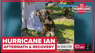 Dogs and cats saved from flooded Florida shelter