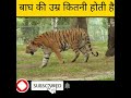 बाघ की उम्र कितनी होती है भाग कितने साल जीते हैं 🐯 facts about tigers