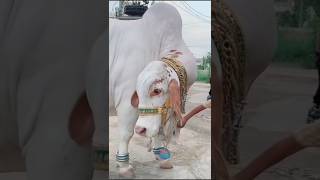 Masha Allah ❤ BakraEid Coming....💯 #ytshorts #cow #cowlover #bakra #mandi