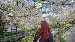 2024 April | 11 days of spring in Japan, pop up & new job!