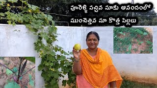 ఊరెళ్లి వచ్చిన మాకు గార్డెన్ ఇచ్చిన ఆనందం |నాటిన నెల కి పసుపు update | ఇన్ని ముళ్ళు వున్న మొక్క|