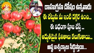 రాహుగ్రహ దోషం ఉన్నవారు ఈ విధంగా చేస్తే..! | Remedies for Rahuvu Graham | Ashok Guruji |Shiva Channel