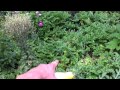 Natural Farming, The Permaculture Garden