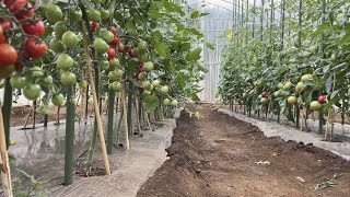 トマト栽培・雨が降っても割れない、小ちゃくても「旨いトマトを作る」22/6/7