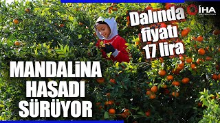 İklim Değişikliği Rekolteyi Düşürdü Dalında Fiyat 17-18 Lira