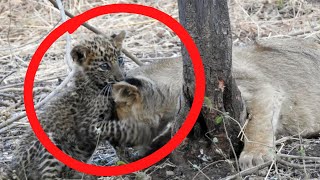 Lioness That Spots Abandoned Baby Leopard Makes A Move Experts Can’t Explain