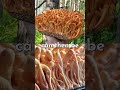 This is What a Cordyceps Farm Looks Like!