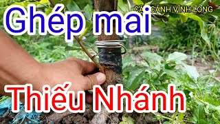 ghép mai tàng thông nhánh to vào thân - cúc thọ hương