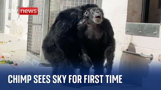 Florida: Watch as chimpanzee sees open sky for first time after 28 years spent in cages