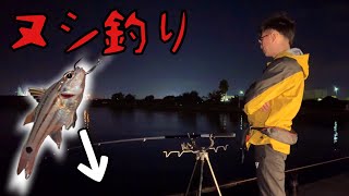 【ヌシ釣り】夜の漁港で生きた魚を餌にしたら、、、まさか過ぎる魚が釣れた