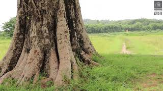 ഏറ്റവും കൂടുതൽ മലയാള സിനിമകളിൽ ഇടം നേടിയ ലോക്കേഷൻ പൈങ്കുളത്തിന്റെ സ്വന്തം വാഴാലിക്കാവ്