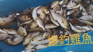 爆釣雞魚 🎣🐟 #青馬釣魚 #大麻成船長