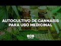 AUTORIZAN EL AUTOCULTIVO de CANNABIS para USO MEDICINAL - Telefe Noticias