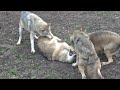 wolves fighting dominance behaviour alpha u0026 omega. dominanzverhalten wölfe loups lobos