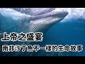 自然奇觀！南非沙丁魚大遷徙：海洋中的壯麗盛宴。海洋，不一樣的生命故事，卻一樣地動人心魄。