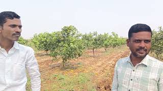 वेळेवर योग्य ट्रीटमेंट: भरपूर उत्पादन - राम माने सर #citrus #मोसंबी #plantation