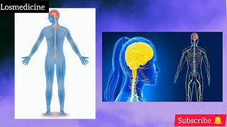 NERVOUS SYSTEM | நரம்பு மண்டலம்(explanation in Tamil) los medicine 🧠