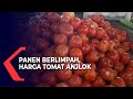 Panen Berlimpah, Harga Tomat Anjlok Jadi 5.000/ Kg