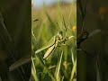 energetic grasshopper leaps through the meadow 🌿🦗 nature’s tiny acrobat nature grasshopper