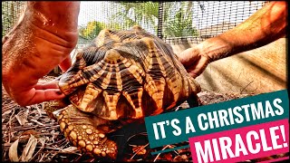 Burmese Star Tortoise Surprise for Christmas!