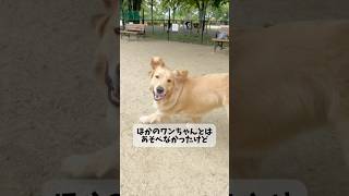 🐶最近のマイブームは飼い主をビビらせることです #dog #goldenretriever #ゴールデンレトリバー仔犬 #ゴールデンレトリバー #愛犬 #子犬