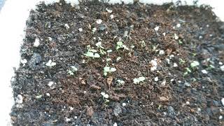 Mullein Seedlings - Verbascum Thapsus first look