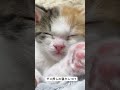 電池切れの三毛子猫にダメ押しの寝かしつけ cat 猫 保護猫 子猫 kitten ねこ こねこ animal babycat cute shorts