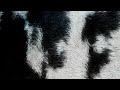 Blawan - Toast