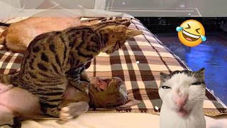 Try Not To Laugh Cats And Dogs s 😁 - Best Funniest Animals  2024 #1