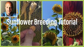 Sunflower Selective Breeding and Pollination Tutorial