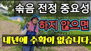 솎음전정을 하지 않으면 내년에 수확이 없습니다.If there is no pruning, there will be no harvest next year.