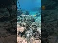 実は危険な細すぎる魚...🐟 gopro 沖縄 海 shorts