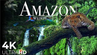 AMAZON Wildlife 4K • Rainforest Relaxation Film - Nature  UltraHD