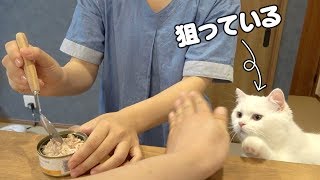 病院後、食欲が出ない猫に美味しい猫缶を見せてみると…